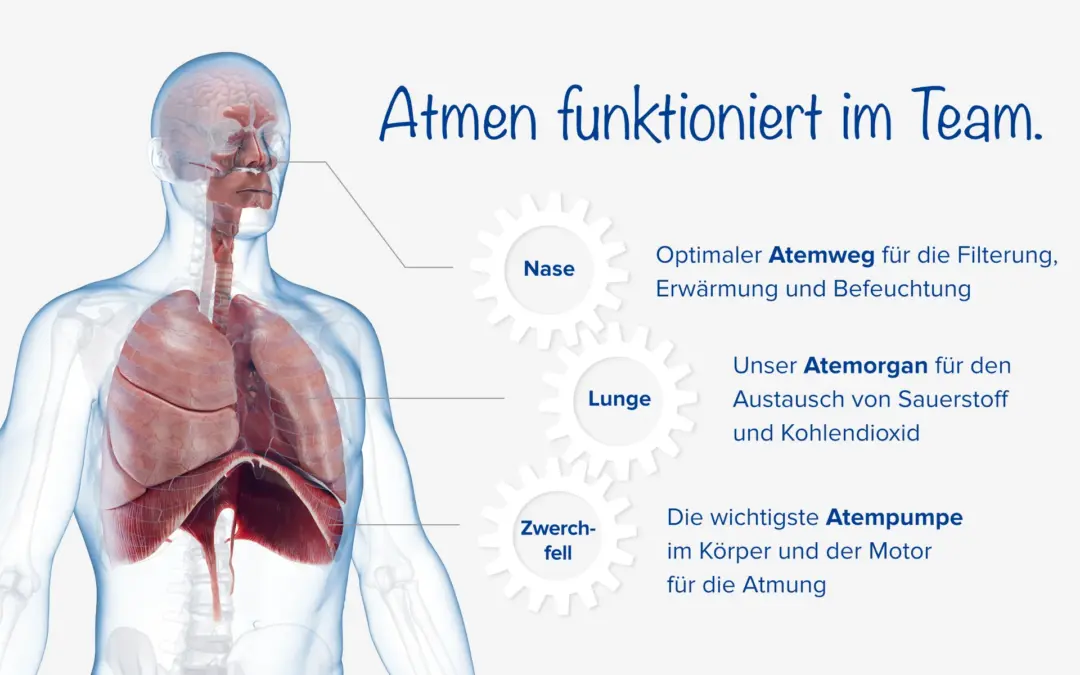Atmen ist Teamarbeit: So wirken Lunge, Zwerchfell und Nase zusammen