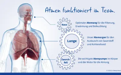 Atmen ist Teamarbeit: So wirken Lunge, Atempumpe und Nase zusammen