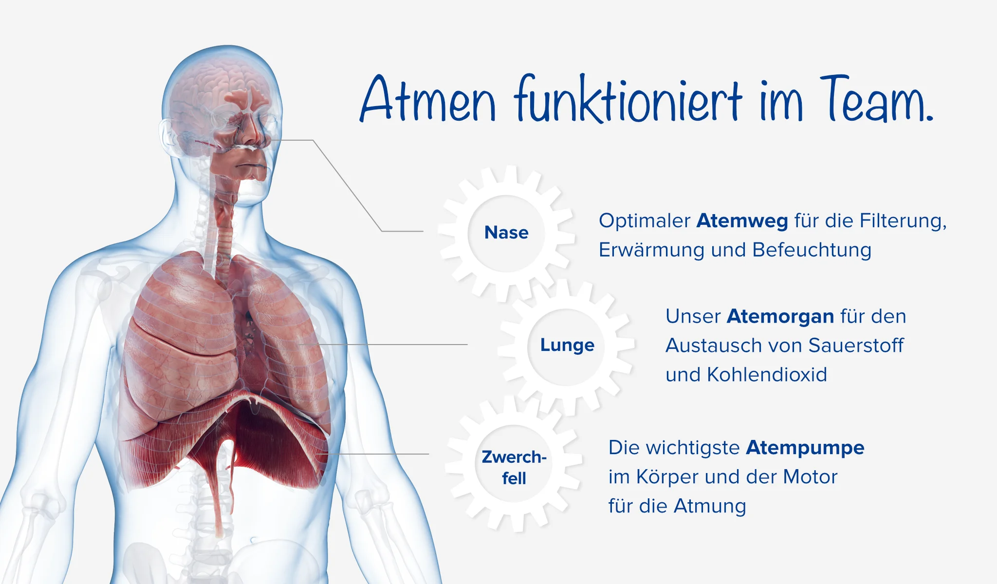 Infografik: Atmen funktioniert nur im Team