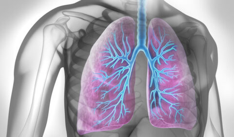 Abbildung der menschlichen Lunge und des Bronchialbaums in einem halbtransparenten Brustkorb, wobei das Atmungssystem hervorgehoben wird.