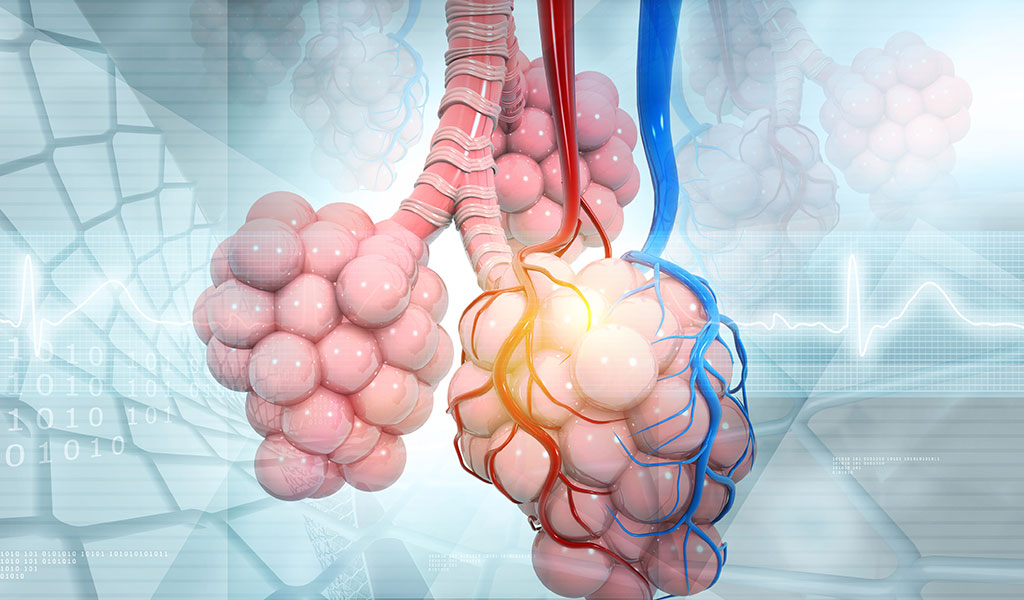 Illustrative Darstellung der Alveolen (Lungenbläschen). Alveolen sind für den Gasaustausch in unseren Atemwegen zuständig.
