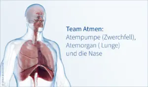Team Atmen: Atempumpe (Zwerchfell), Atemorgan ( Lunge) und die Nase