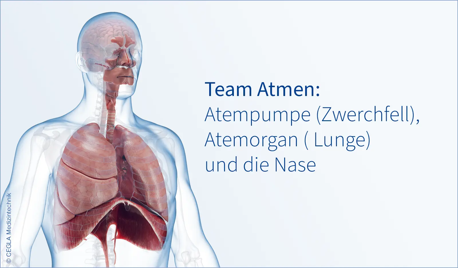 Team Atmen: Atempumpe (Zwerchfell), Atemorgan ( Lunge) und die Nase